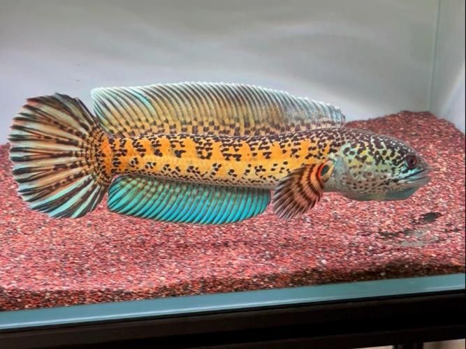 哪種雷龍魚最大好養活 哪種雷龍魚最大好養活 龍魚百科 第1張