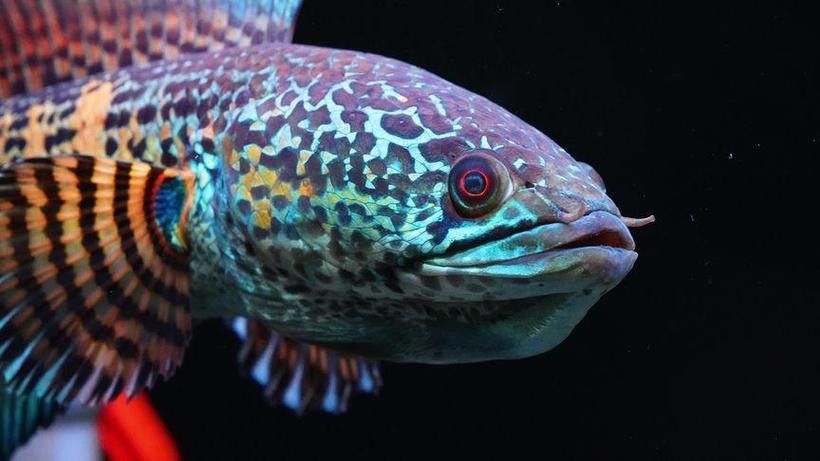 哪種雷龍魚最大好養活 哪種雷龍魚最大好養活 龍魚百科 第2張