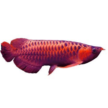 紅龍魚燒尾巴圖片：紅龍魚水質管理技巧 紅龍魚燒尾巴圖片：紅龍魚水質管理技巧 龍魚百科 第5張
