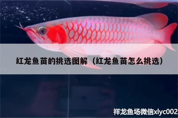 龍魚苗怎么選品種好的（挑選好的龍魚苗品種需要綜合考慮哪些常見誤區）