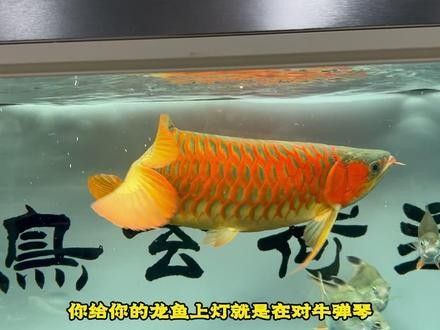 龍魚專用燈是多少伏的燈好呢