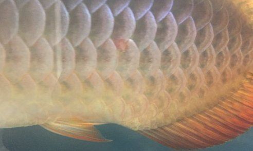 龍魚外寄生蟲治療方法 龍魚外寄生蟲治療方法 龍魚百科 第1張