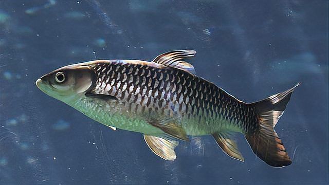 龍魚外寄生蟲治療方法 龍魚外寄生蟲治療方法 龍魚百科 第12張