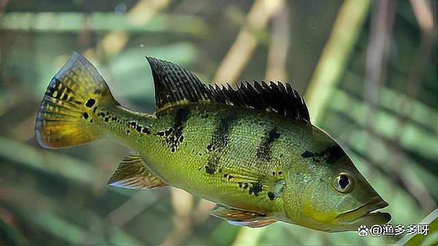 龍魚外寄生蟲治療方法 龍魚外寄生蟲治療方法 龍魚百科 第14張