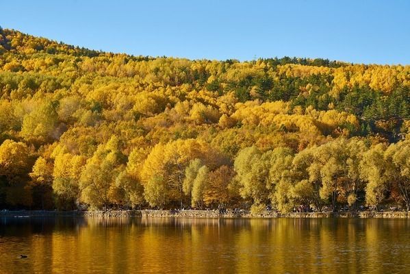 龍魚必須喂活食嗎為什么：養殖龍魚時需要考慮氧氣的供應問題