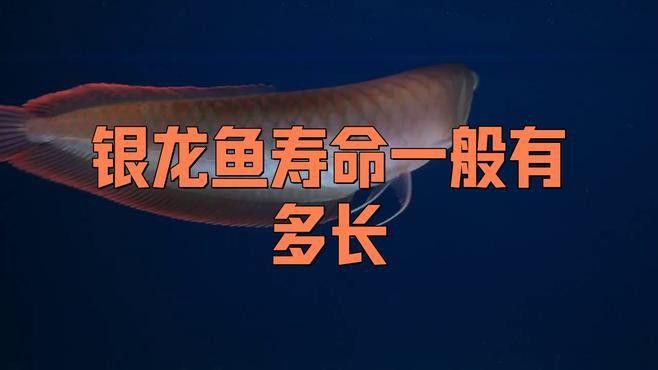 銀龍魚和金龍魚哪個壽命更長？