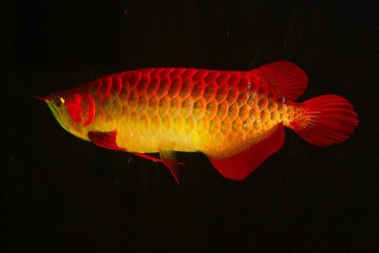 紅龍魚到家幾天喂食合適：紅龍魚到家后的喂食時間是一個需要根據實際情況和年齡來決定的