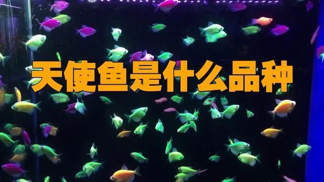 綠衣天使魚是什么魚