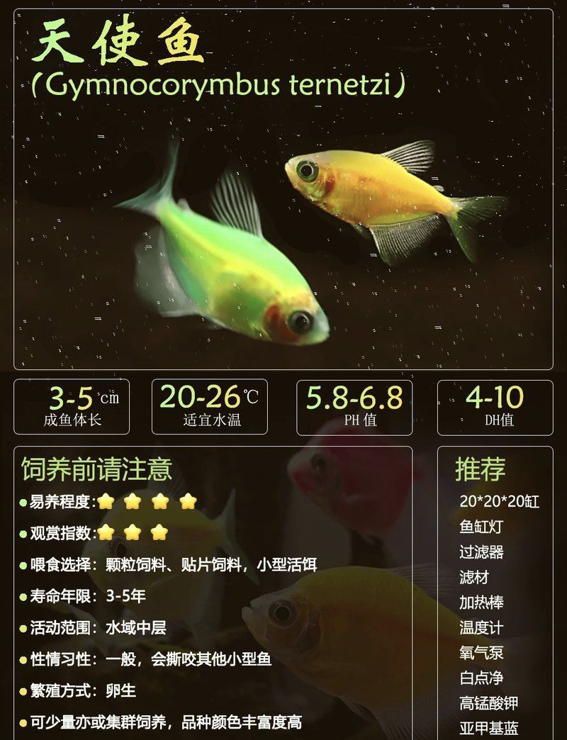 綠衣天使魚是什么魚