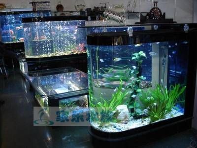 龍魚可以養(yǎng)在水草缸嗎：龍魚可以在水草缸中養(yǎng)殖嗎