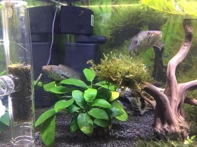 龍魚可以養(yǎng)在水草缸嗎：龍魚可以在水草缸中養(yǎng)殖嗎