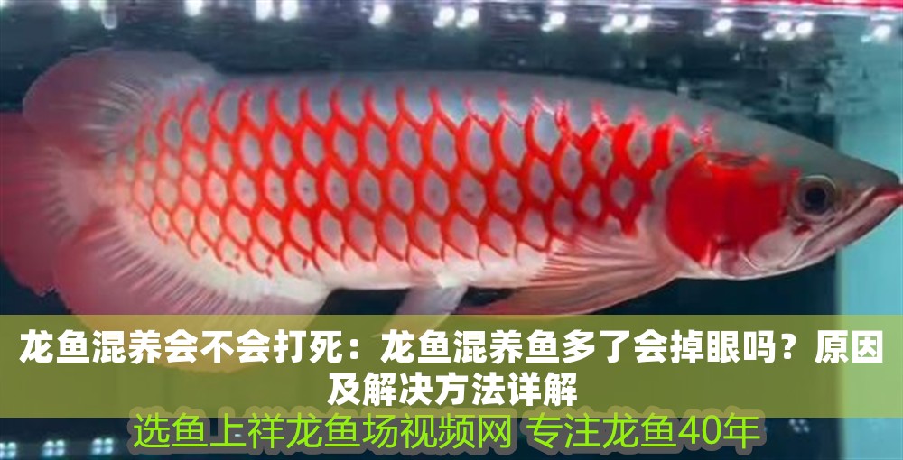 龍魚混養會不會打死：龍魚混養魚多了會掉眼嗎？原因及解決方法詳解