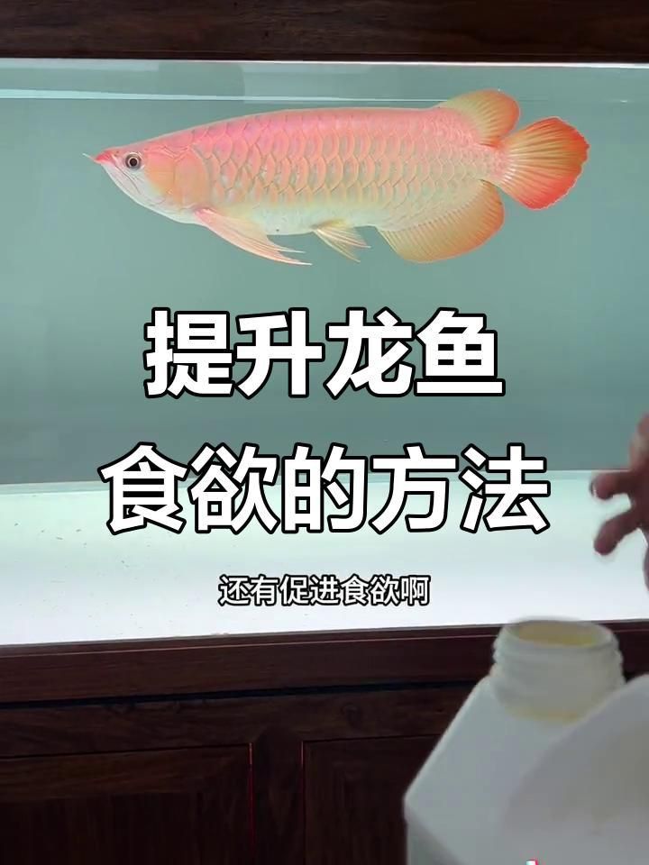 如何預(yù)防龍魚(yú)拒食？
