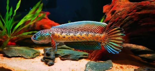 龍魚雷龍：雷龍魚的飼養方式