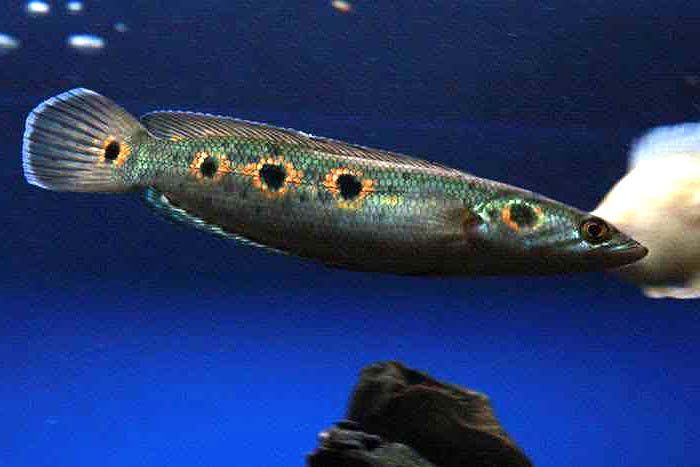 龍魚雷龍：雷龍魚的飼養方式