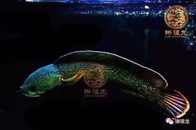 龍魚雷龍：雷龍魚的飼養方式