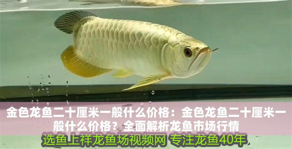 金色龍魚二十厘米一般什么價格：金色龍魚二十厘米一般什么價格？全面解析龍魚市場行情
