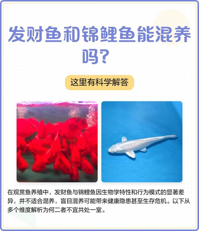 金龍魚(yú)和發(fā)財(cái)魚(yú)混養(yǎng) 金龍魚(yú)和發(fā)財(cái)魚(yú)混養(yǎng) 龍魚(yú)百科 第3張