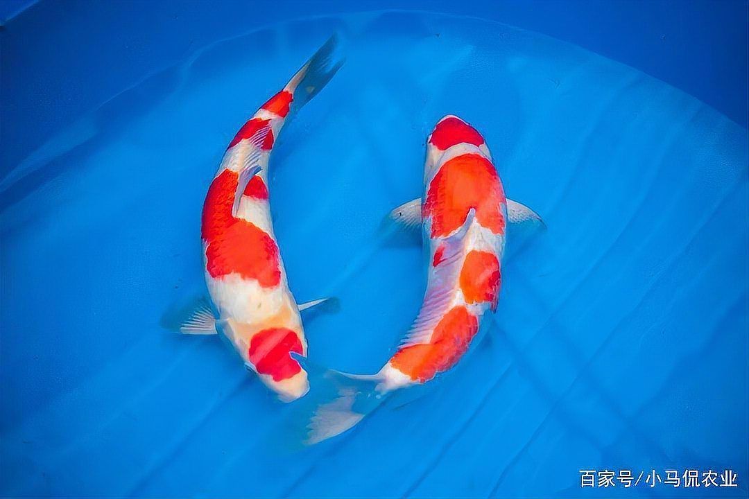 錦鯉多少錢(qián)一條價(jià)格表