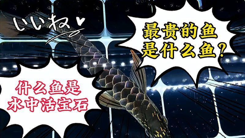 錦鯉多少錢(qián)一條價(jià)格表