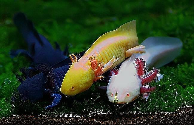 六角恐龍魚死了又復活了