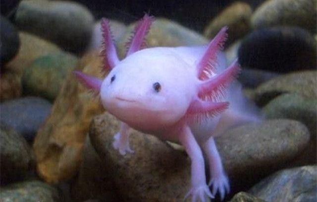 六角恐龍魚是淡水魚嗎？ 六角恐龍魚是淡水魚嗎？ 龍魚百科 第2張