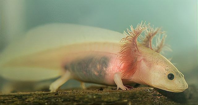 六角恐龍魚是淡水魚嗎？ 六角恐龍魚是淡水魚嗎？ 龍魚百科 第4張