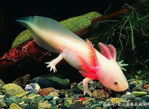 六角恐龍魚是淡水魚嗎？ 六角恐龍魚是淡水魚嗎？ 龍魚百科 第3張