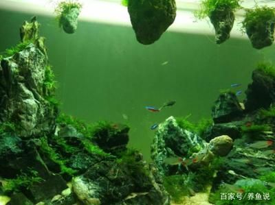 養(yǎng)龍魚用什么過濾最好用呢：養(yǎng)龍魚用什么過濾最好用