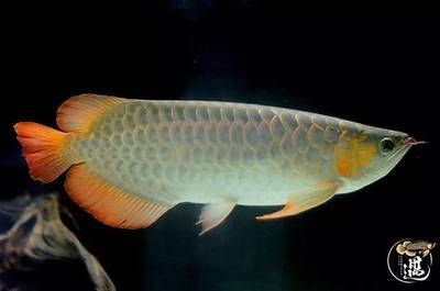 龍魚(yú)腸炎預(yù)防方法：預(yù)防方法：預(yù)防方法：預(yù)防方法：龍魚(yú)腸炎是一種常見(jiàn)的疾病，為了預(yù)防其發(fā)生