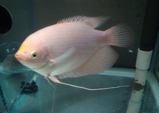 白子招財龍需要多大的魚缸