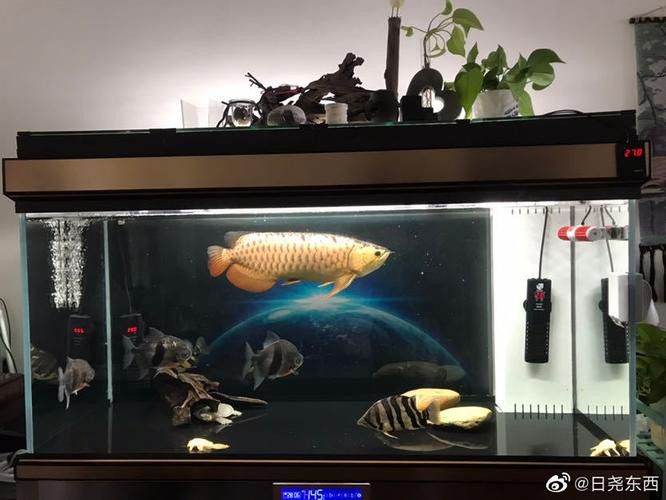 古典金龍魚燈光擺放位置圖 古典金龍魚燈光擺放位置圖 龍魚百科 第5張