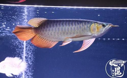 古典金龍魚燈光擺放位置圖 古典金龍魚燈光擺放位置圖 龍魚百科 第10張