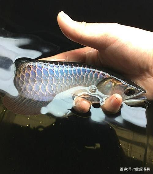 古典金龍魚燈光擺放位置圖 古典金龍魚燈光擺放位置圖 龍魚百科 第18張
