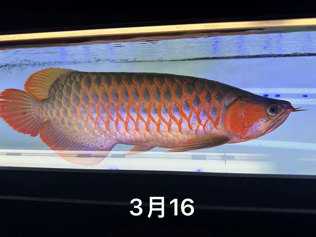 古典金龍魚燈光擺放位置圖 古典金龍魚燈光擺放位置圖 龍魚百科 第29張