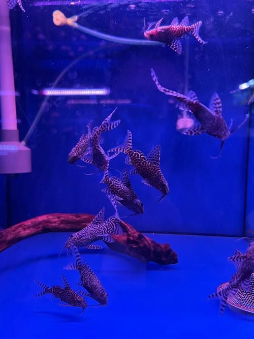 古典金龍魚燈光擺放位置圖 古典金龍魚燈光擺放位置圖 龍魚百科 第22張