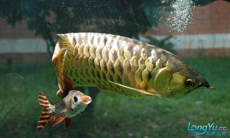 古典金龍魚燈光擺放位置圖 古典金龍魚燈光擺放位置圖 龍魚百科 第35張