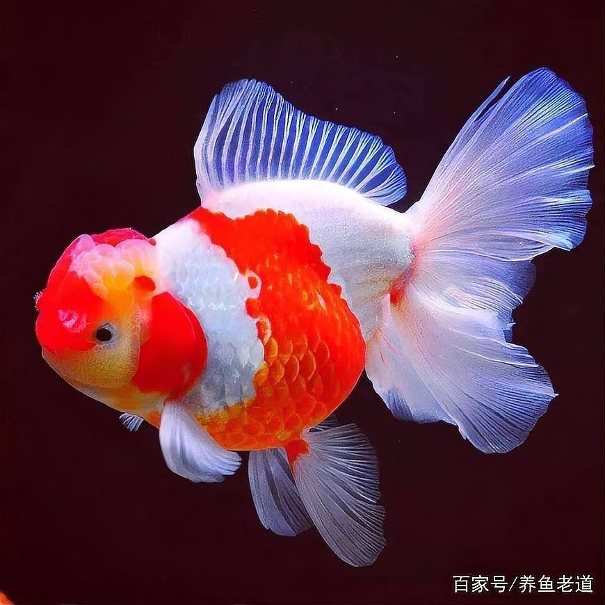 金魚鰭充血是什么原因