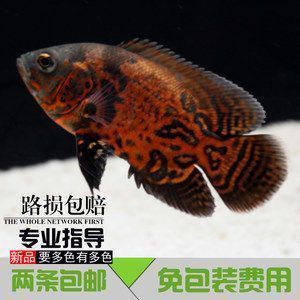 金龍魚品種介紹，金龍魚品種分類為以下幾類，