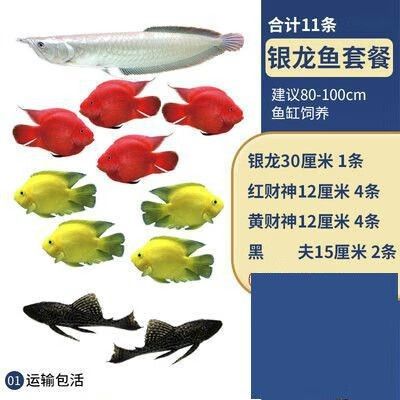 銀龍魚(yú)1米多少錢(qián)一條啊圖片 銀龍魚(yú)1米多少錢(qián)一條啊圖片 龍魚(yú)百科 第2張