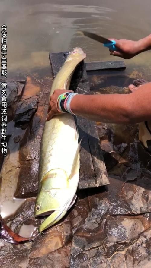銀龍魚(yú)1米多少錢(qián)一條啊圖片 銀龍魚(yú)1米多少錢(qián)一條啊圖片 龍魚(yú)百科 第14張