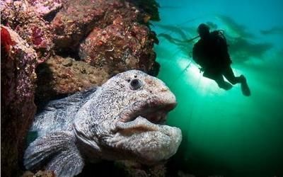 龍魚只咬碎：龍魚只咬碎食物可能是由于以下幾個原因以下幾個原因