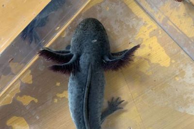 龍魚掉鱗潰爛：龍魚吃了異物怎么辦 龍魚掉鱗潰爛：龍魚吃了異物怎么辦 龍魚百科 第5張