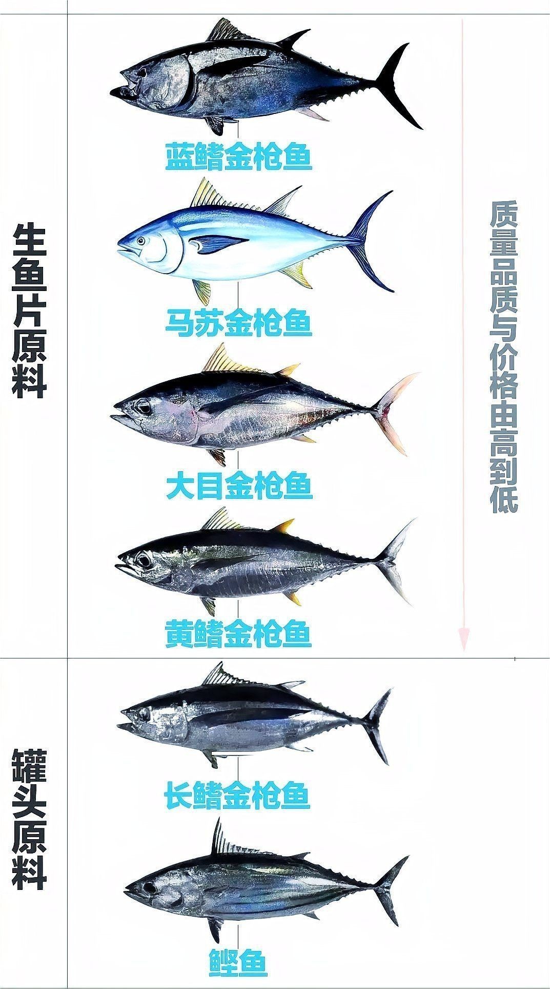 金槍魚和三文魚哪個貴 金槍魚和三文魚哪個貴 龍魚百科 第2張