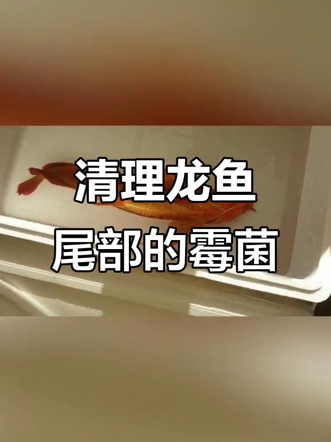 龍魚清潔魚最佳方法