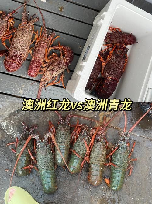 如何辨別紅龍龍蝦的真偽？