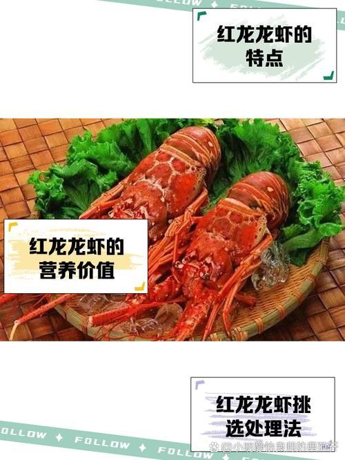 如何辨別紅龍龍蝦的真偽？