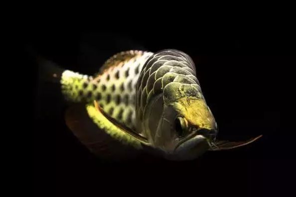 龍魚健康狀態(tài)自我檢測(cè)方法：如何自我檢測(cè)龍魚的健康狀態(tài) 龍魚健康狀態(tài)自我檢測(cè)方法：如何自我檢測(cè)龍魚的健康狀態(tài) 龍魚百科 第1張