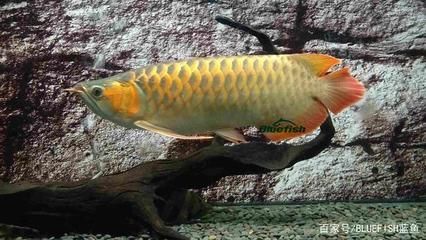 金龍魚的起源：金龍魚的起源歷史比我們意識形態中的龍概念早得多