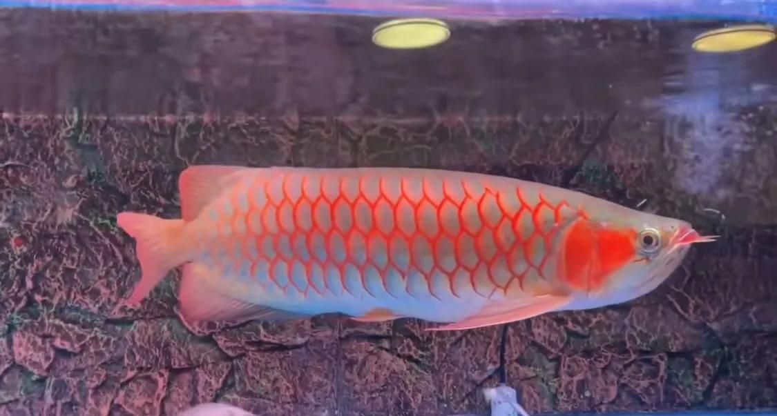 怎確定觀賞金龍魚心片證書真假（如何辨別龍魚品牌真偽） 怎確定觀賞金龍魚心片證書真假（如何辨別龍魚品牌真偽） 龍魚百科 第4張